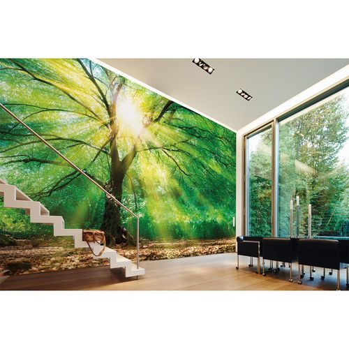 Photo Wallpaper Forest Tree Light Sun green yellow brown