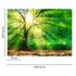 Picture Photo Wallpaper Forest Tree Light Sun green yellow brown 3