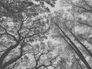 Picture Photo Wallpaper Forest Trees Floral grey black 38240-1 2
