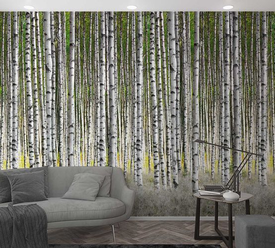 Picture Photo Wallpaper Birches Forest Trees white grey 47220