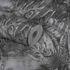 Non-Woven Wallpaper Leaves Jungle grey 38356-4 3