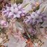 Non-Woven Wallpaper Flowers Vintage grey 38177-3 3