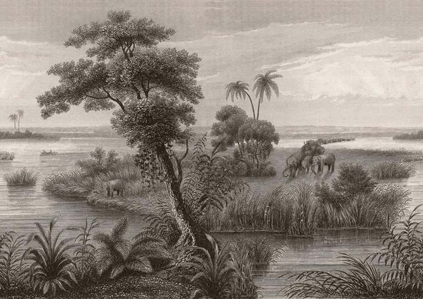 Wall mural Rasch Jungle Black Beige 556131