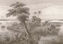 Wall mural Rasch Jungle Brown Beige 556162 1