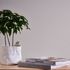 Non-woven wallpaper plain mottled light grey 38925-5 3
