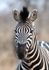 Rasch photo wallpaper exotic zebra black white 363623 1