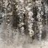 Photo Wallpaper Floral Spring Flowers grey Black 2515N-11 2