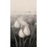 Photo Wallpaper Floral Tulips Mist grey Black 2523N-82 2
