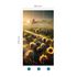 Photo Wallpaper Floral Sunflowers Yellow Green 2524N-81 4