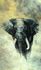 Photo wallpaper elephant watercolor beige anthracite 33098 2