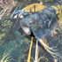 Non-woven wallpaper exotic plants green blue 47650 3