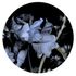 Wall mural round Guido Maria Kretschmer floral blue black 2