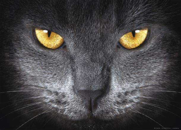 XXL Poster Wallpaper Cat face black 160x115cm/1.75x1.26yd