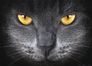 XXL Poster Wallpaper Cat face black 160x115cm/1.75x1.26yd 1