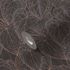 Non-woven wallpaper Daniel Hechter leaves black bronze 3