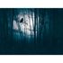 Photo Wallpaper Forest Owl Night Blue Black 39909-1 2