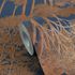 Non-woven wallpaper Palm Tree Blue Bronze Metallic 79162-4 4