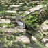 Non-woven wallpaper stone look moss green beige 45732 2