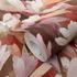 Non-woven Wallpaper Floral Flowers Red Pink Brown 10586-06 3