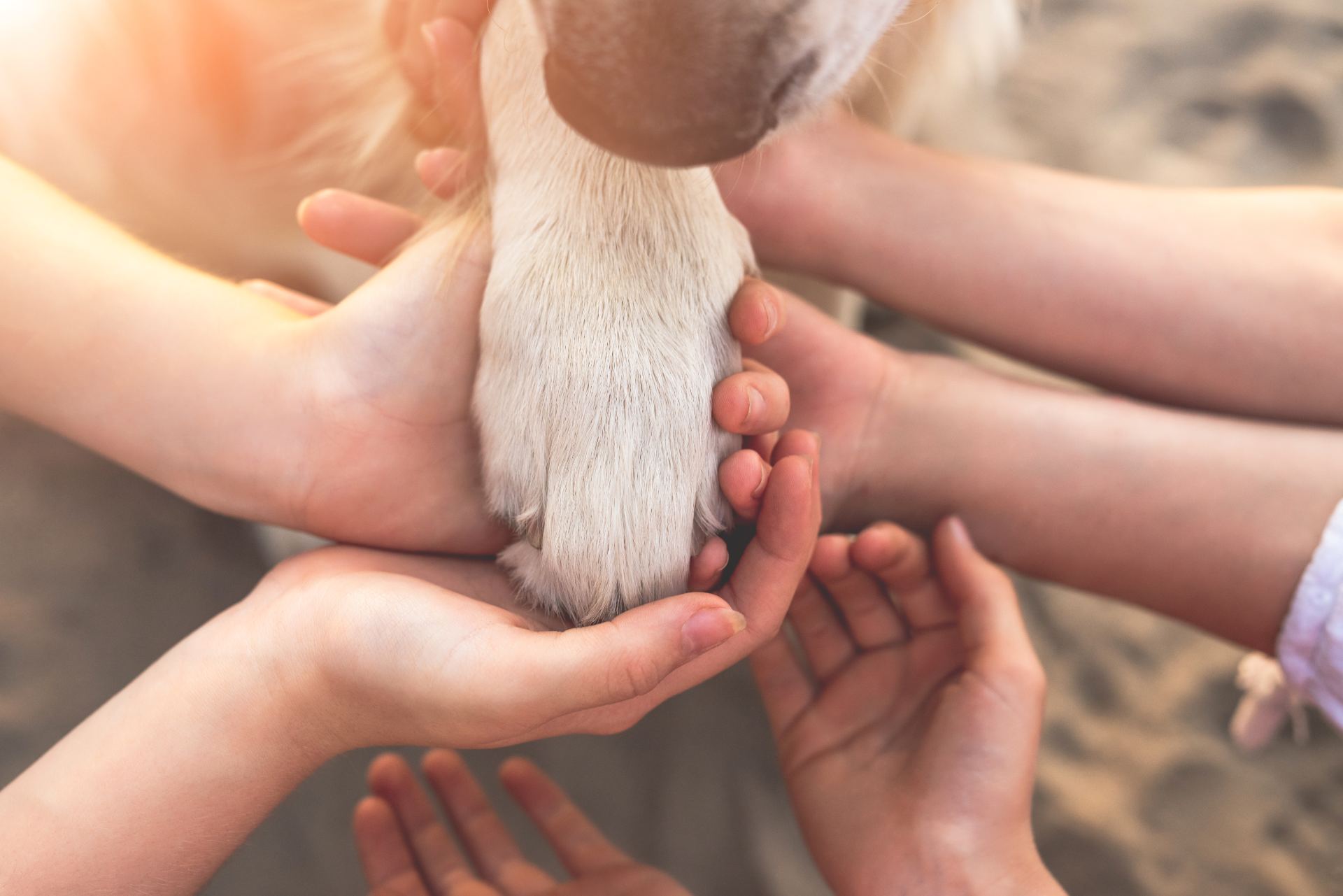 human-hands-dog-paw-top-view.jpg