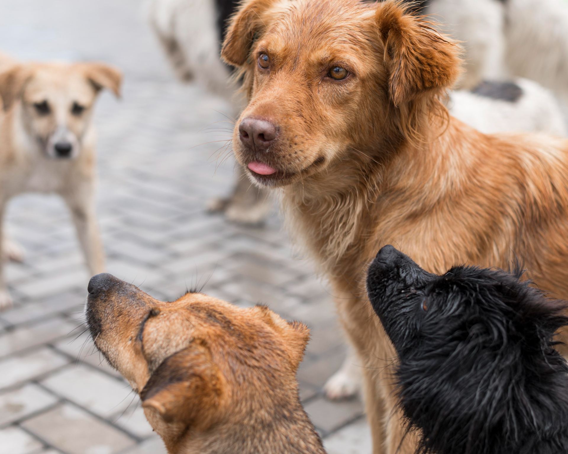 lots-cute-rescue-dogs-shelter-waiting-be-adopted.jpg