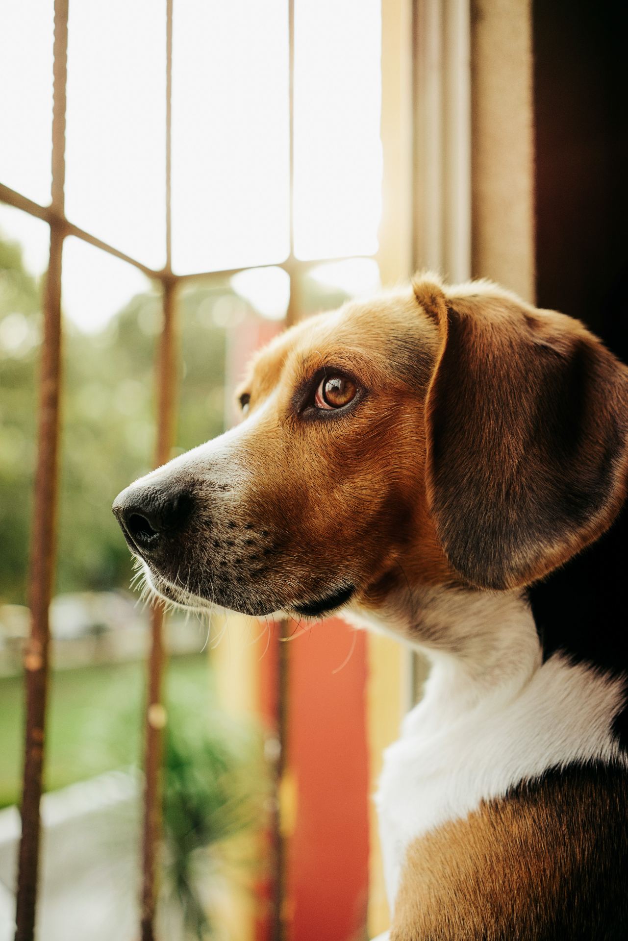 vertical-selective-focus-shot-brown-dog-looking-out-window.jpg