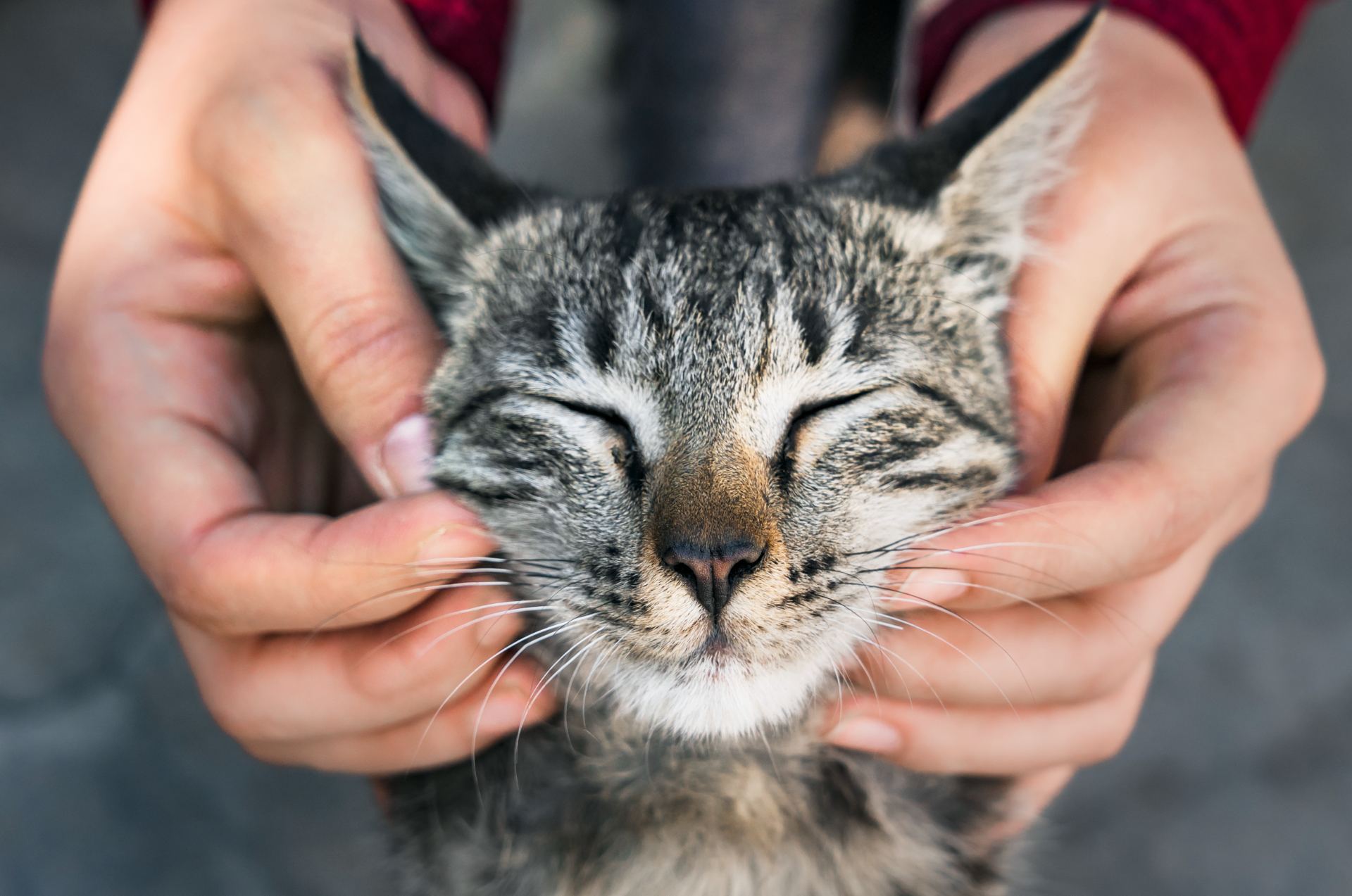woman-playing-with-stray-cat.jpg