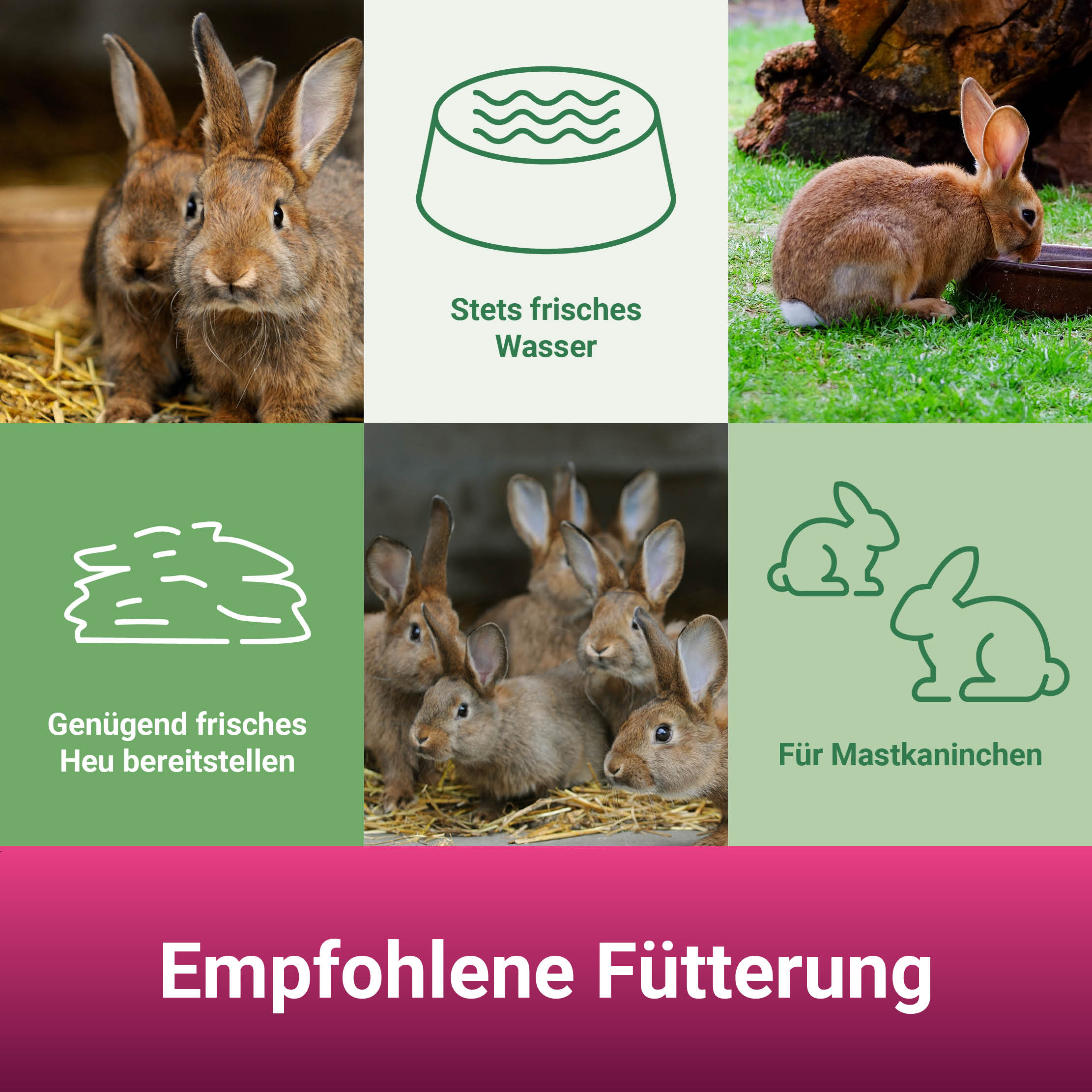 PANTO® Kräuterkanin · Kaninchenfutter für Zucht & Mast · Mit Kräutern · 25 Kg PANTO® Kräuterkanin · Kaninchenfutter für Zucht & Mast · Mit Kräutern · 25 Kg