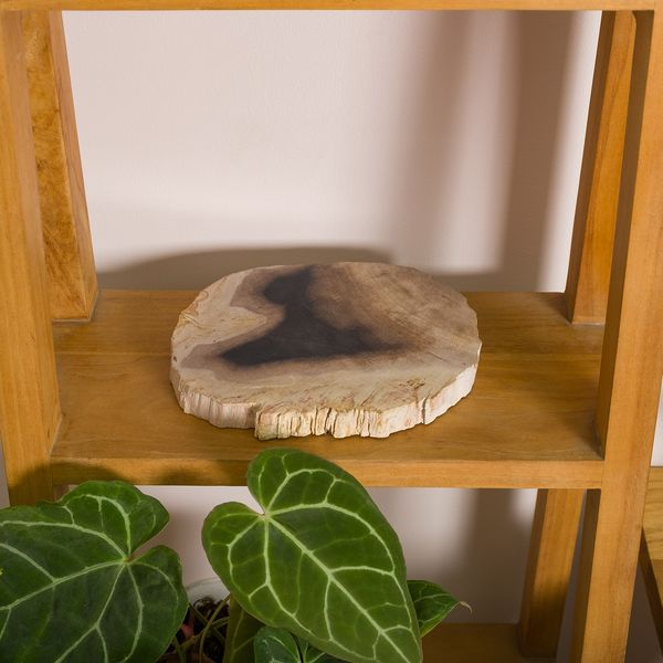 Schale fossiles Holz 20x18x2 cm Gr. M