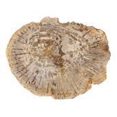 Fossiler Holz Beistelltisch mit Eisen-Untergestell Ø 60 cm Größe L wohnfreuden