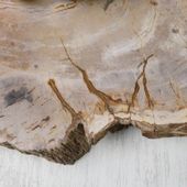 wohnfreuden Tablett aus fossilem Holz ca. 50 cm