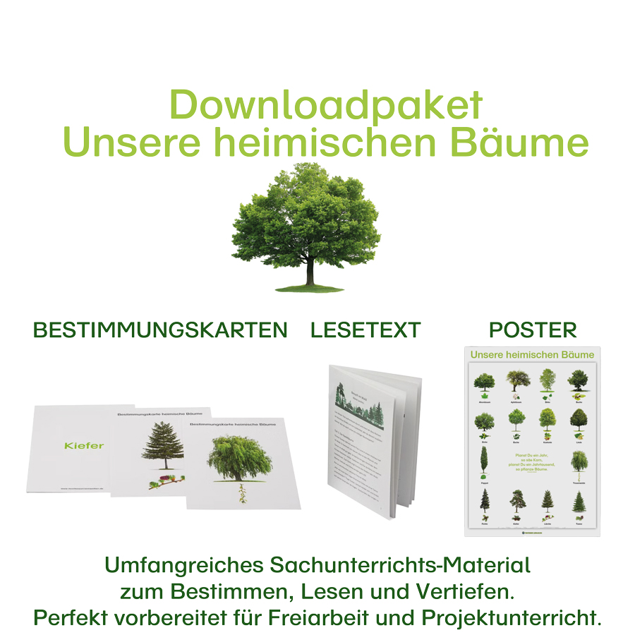 Ergänzungsmaterial “Heimische Bäume Ergänzungsmaterial “Heimische Bäume