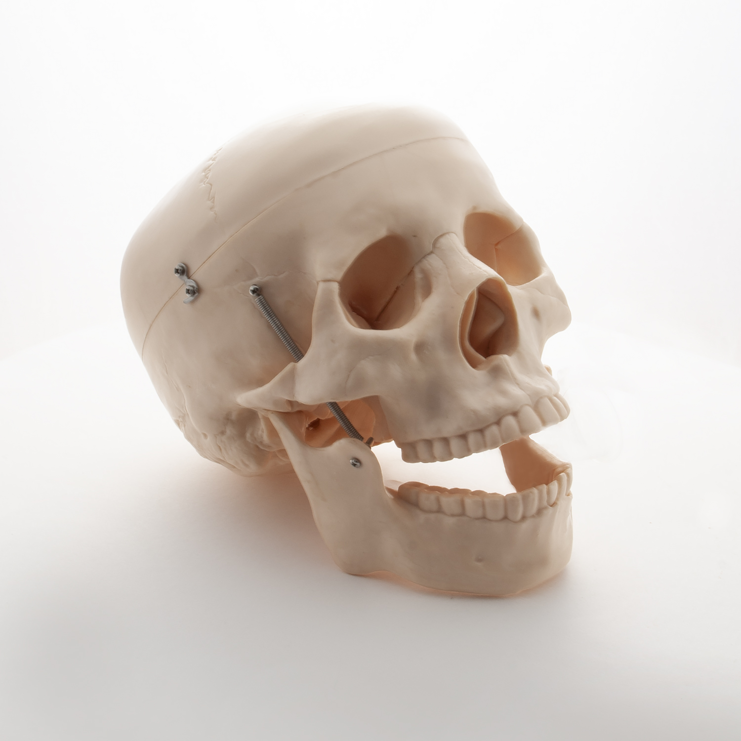 Produktbild von Cranstein A-210 Anatomischer Schädel – Lebensgroß, Detailgetreu, Mit Beweglichem Unterkiefer, Magnethalterung – Für Medizinstudium
