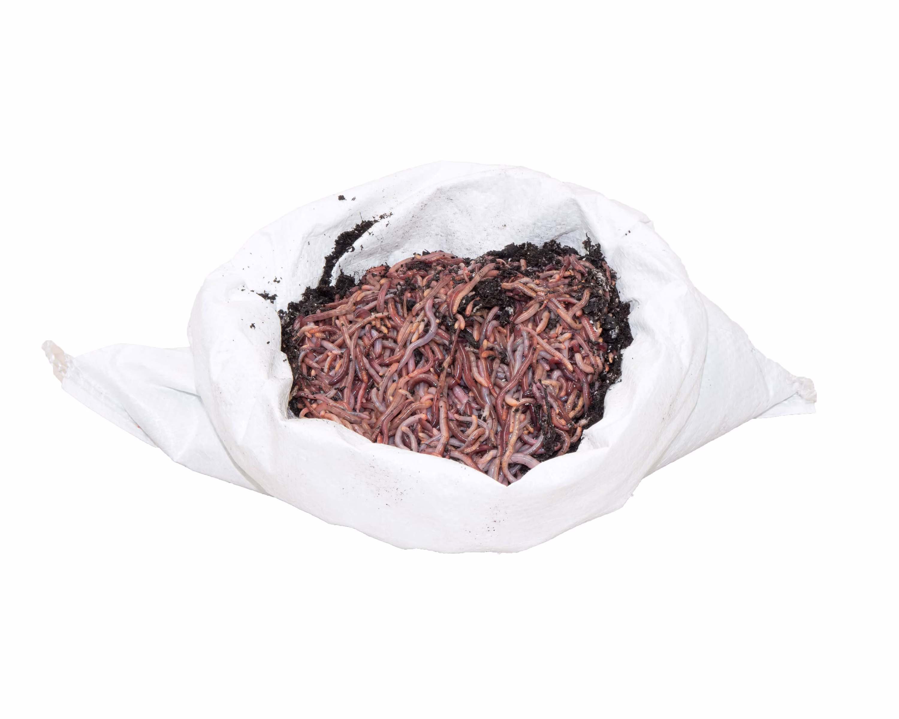 0-5KG-Minis-F.jpg