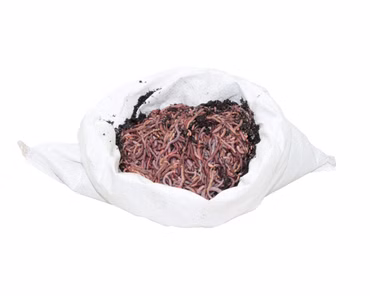 0,5 kg mini-Mix (ca. 750 St.) Riesen-Rotwürmer - Dendrobena