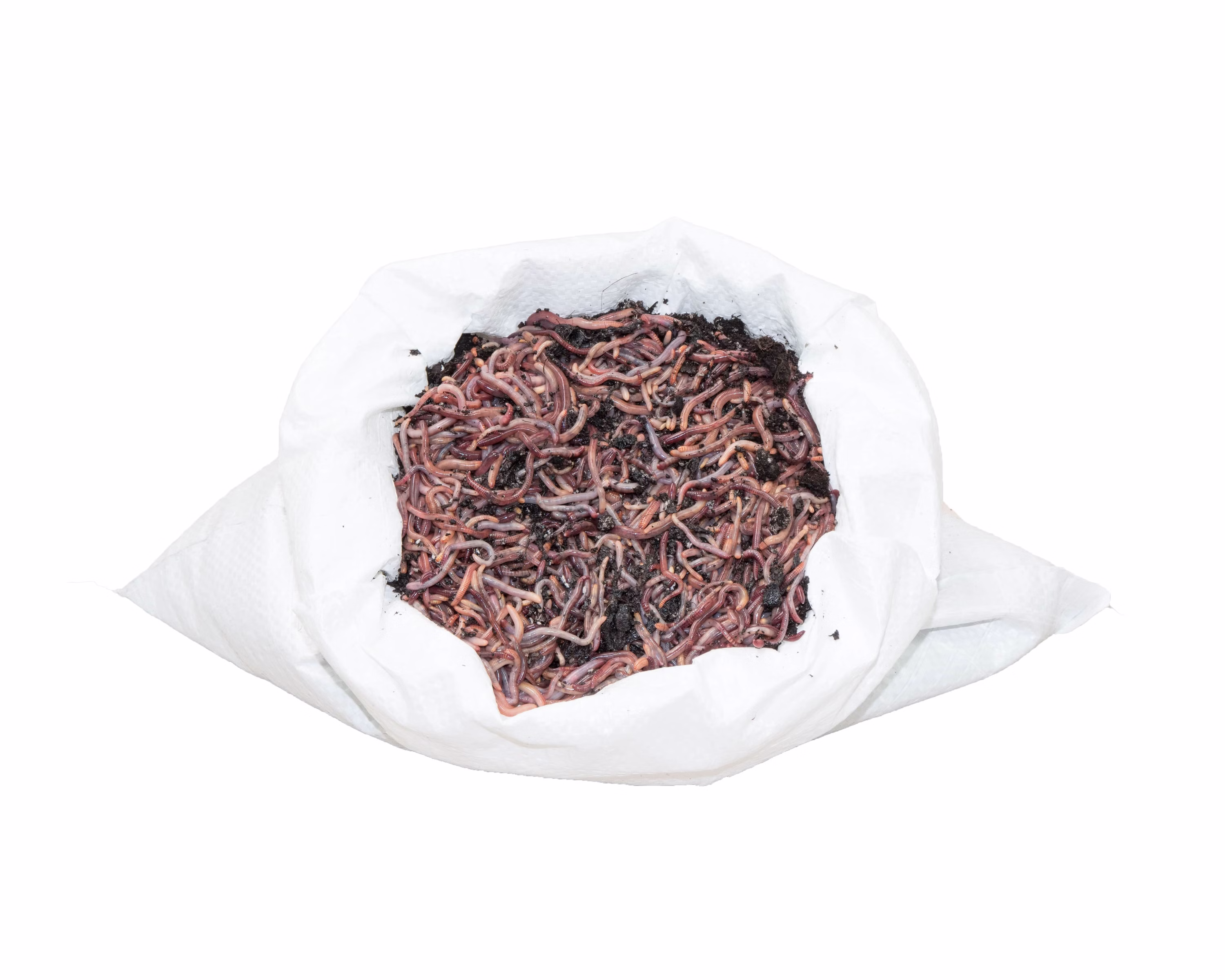 1KG-Minis-F.jpg
