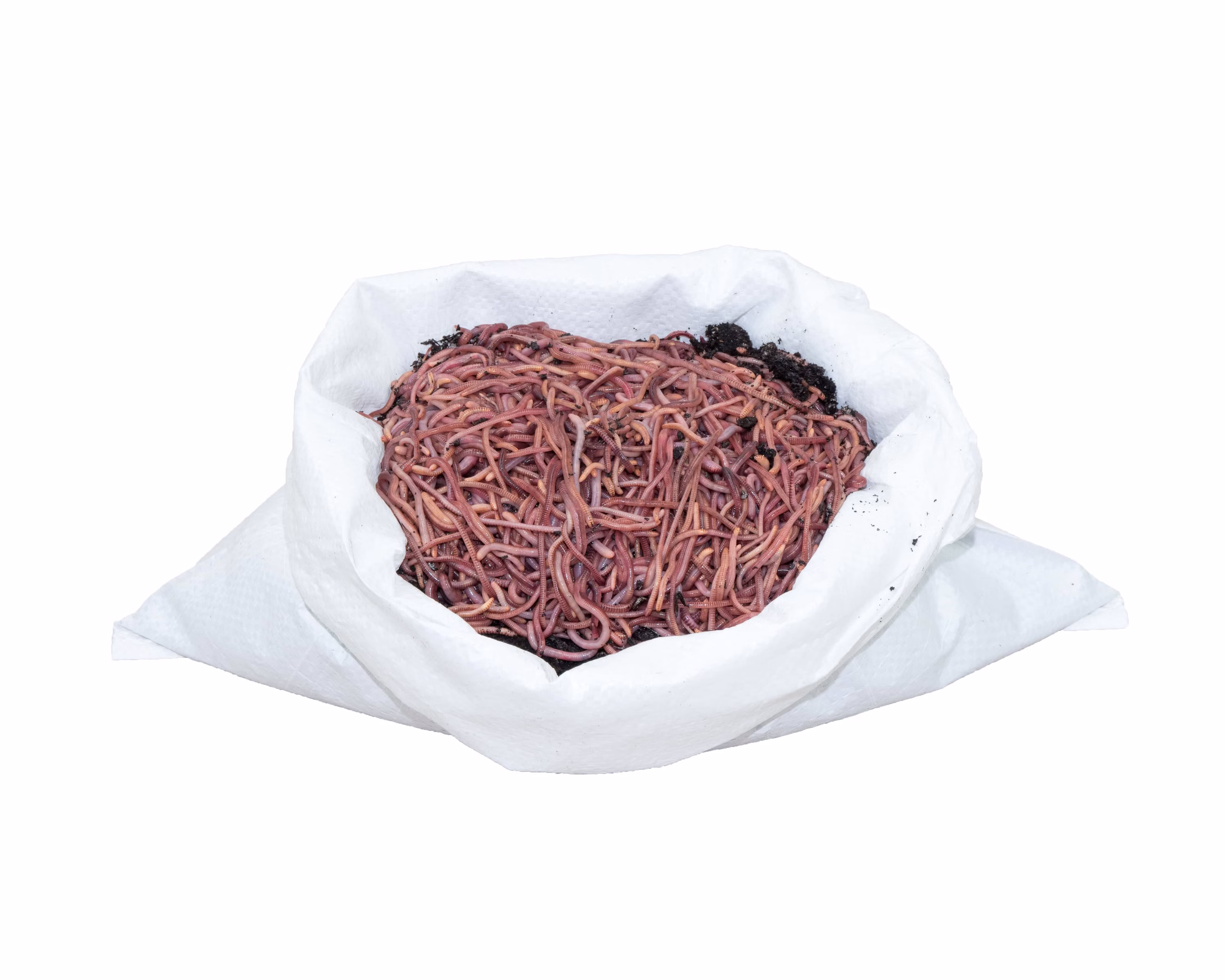 1KG-Klein-F.jpg