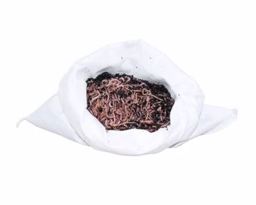 0,5 kg mittlere (ca. 400 St.) Riesen-Rotwürmer - Dendrobena
