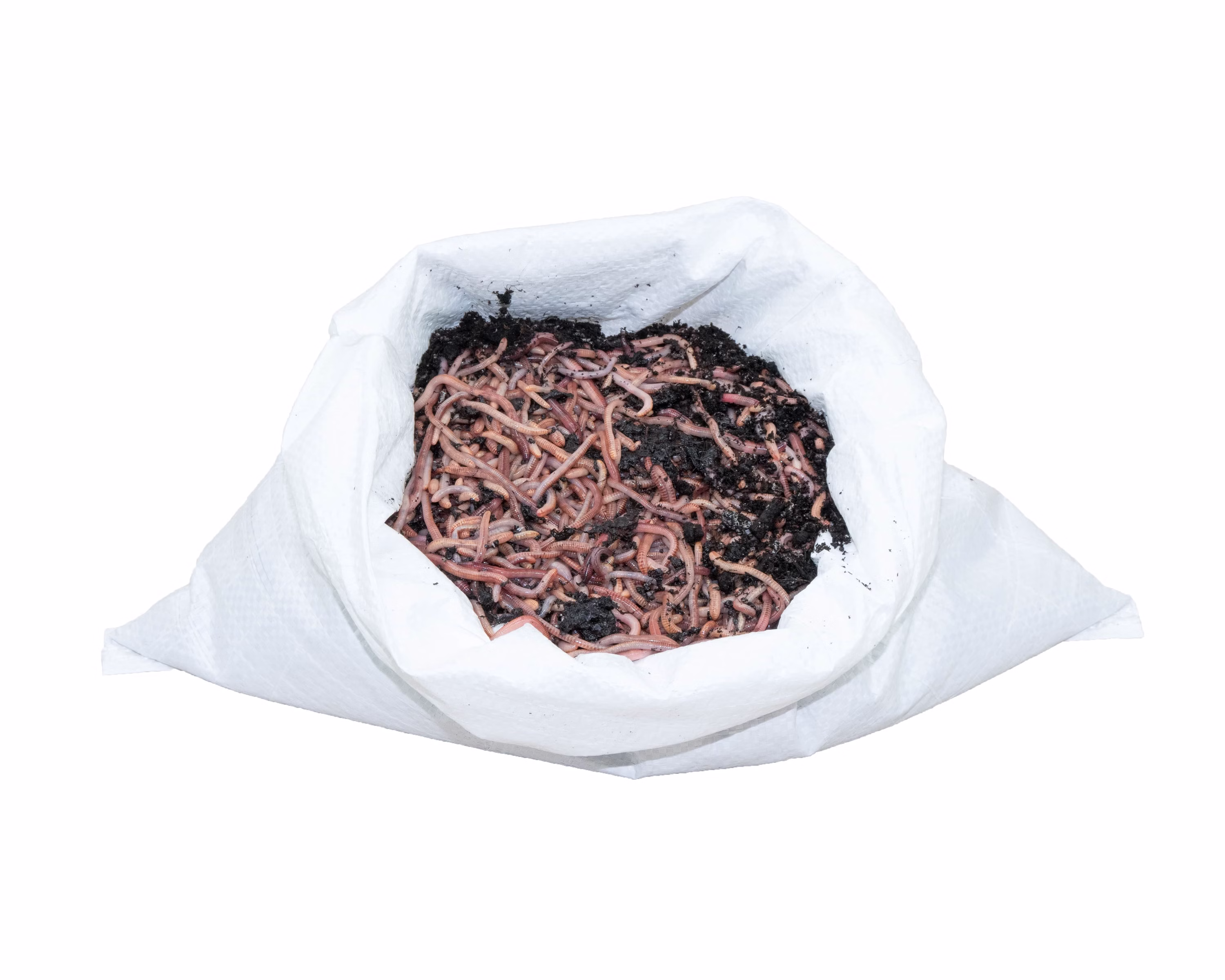 1KG-M-F.jpg