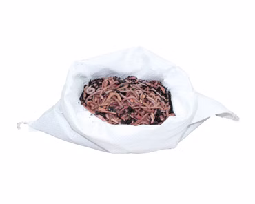 0,5 kg große (ca. 315 St.) Riesen-Rotwürmer - Dendrobena