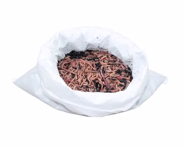 1 kg große (ca. 630 St.) Riesen-Rotwürmer - Dendrobena