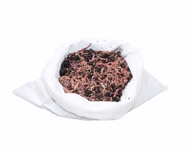 1 kg Wurmmix (ca. 1100 St.) Riesen-Rotwürmer - Dendrobena