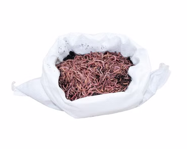 Kompostwürmer, Gartenwürmer - 0,5 kg (ca.550 Stück)