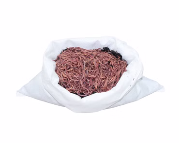 Kompostwürmer, Gartenwürmer - 1 kg (ca.800 Stück)