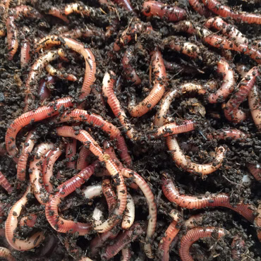 1000 Regenwurm Kokons (Dendrobena), Kompostwürmer, Gartenwürmer