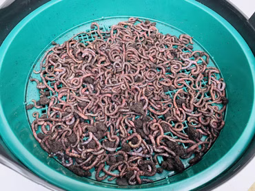 XXL Wurmzucht - mit 0,5 kg großen (ca. 315 St.) Riesen-Rotwürmer - Dendrobena, incl. Zuchtbehälter (mit Zuchtbox)