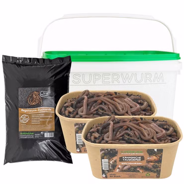 Tauwurm-Set - 100 Stück Kanadische Tauwürmer im Set - bei Bedarf inkl. Coolpacks - Angelköder