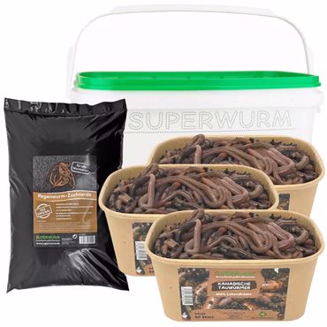 Tauwurm-Set - 150 Stück Kanadische Tauwürmer im Set - bei Bedarf inkl. Coolpacks - Angelköder