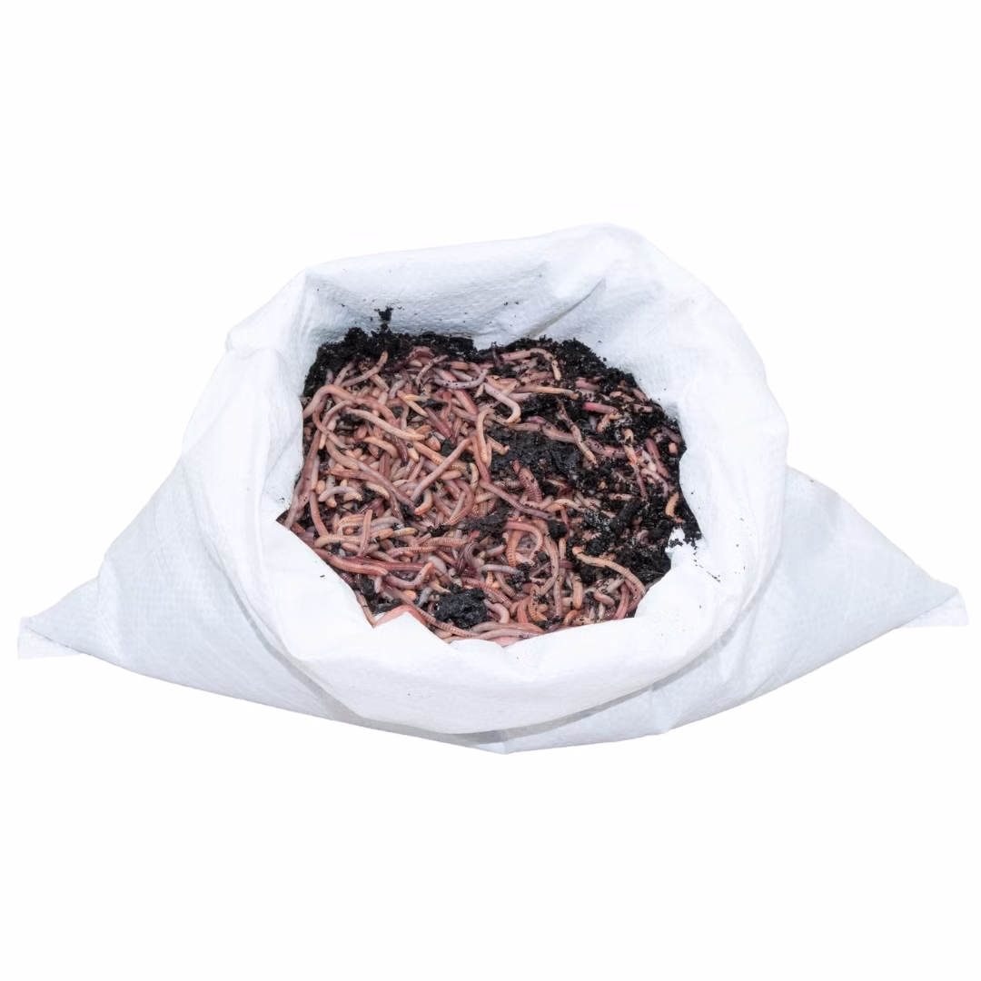 1-kg-Gartenwuermer-fuer-100-m---Flaeche.jpg