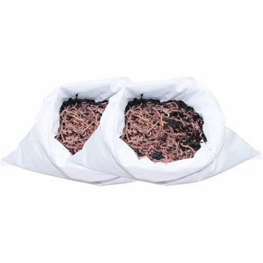 2 kg Gartenwürmer - für 200 qm Fläche - Bodenverbesserer 